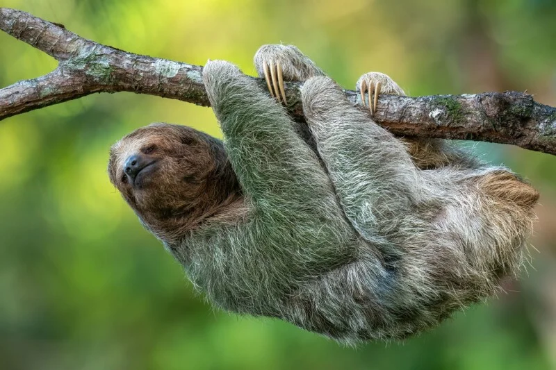 Slothful summer app lets you scroll simply by tilting your head