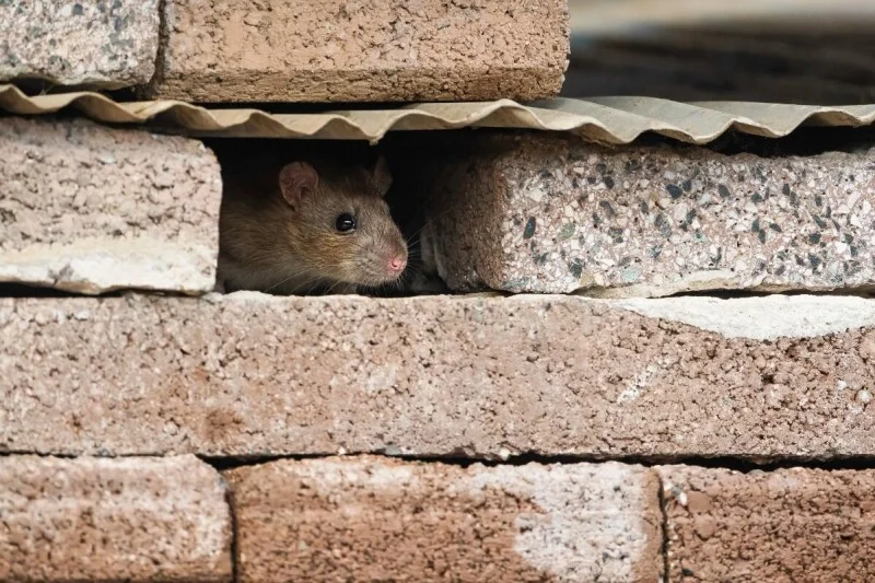 It's an AI web, and we're just rats in the walls